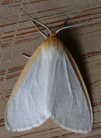 Delicate Cycnia